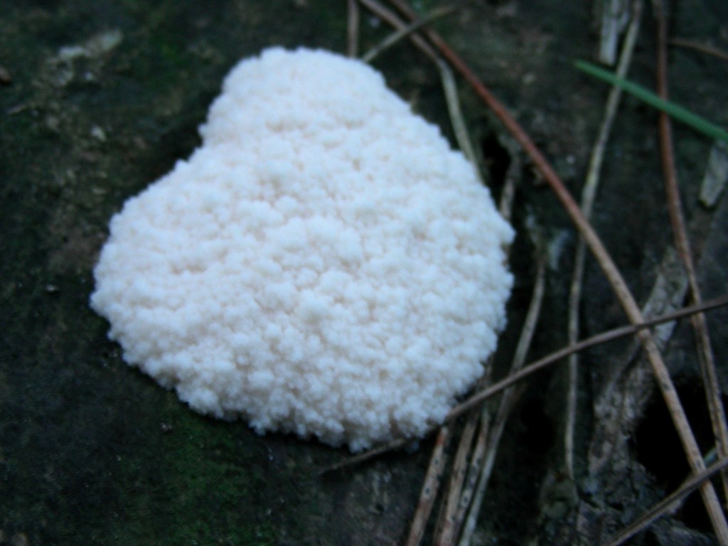 1192 Dicembre vecchio ritrovamento